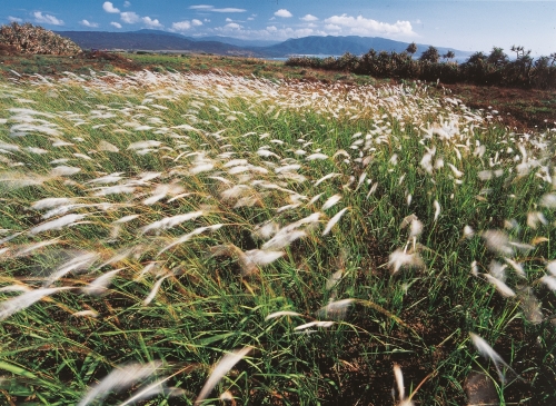 如波浪翻滾的白茅也是落山風季的特殊景象