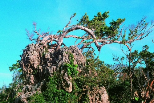 屹立不搖的風剪樹