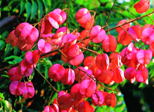 臺灣欒樹的蒴果具有三菱翅，藉由落山風傳播種子