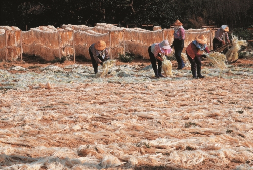 瓊麻過去是恆春半島重要的經濟作物