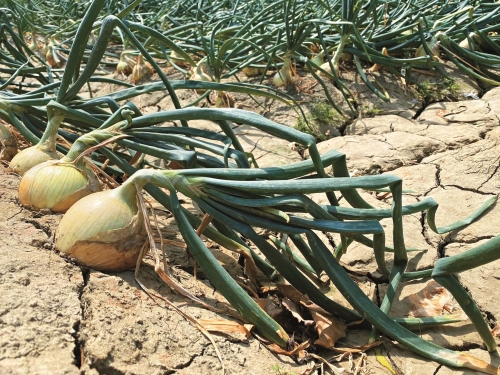 洋蔥因強勁的落山風而傾倒，卻也因濕度低、病害少，而結球碩大、風味特殊