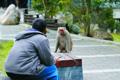 習慣接受餵食甚至搶食的臺灣獼猴，主動靠近人類，提高人猴衝突發生機會／太管處 提供