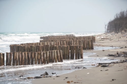  打設木樁減緩海浪沖刷沙岸