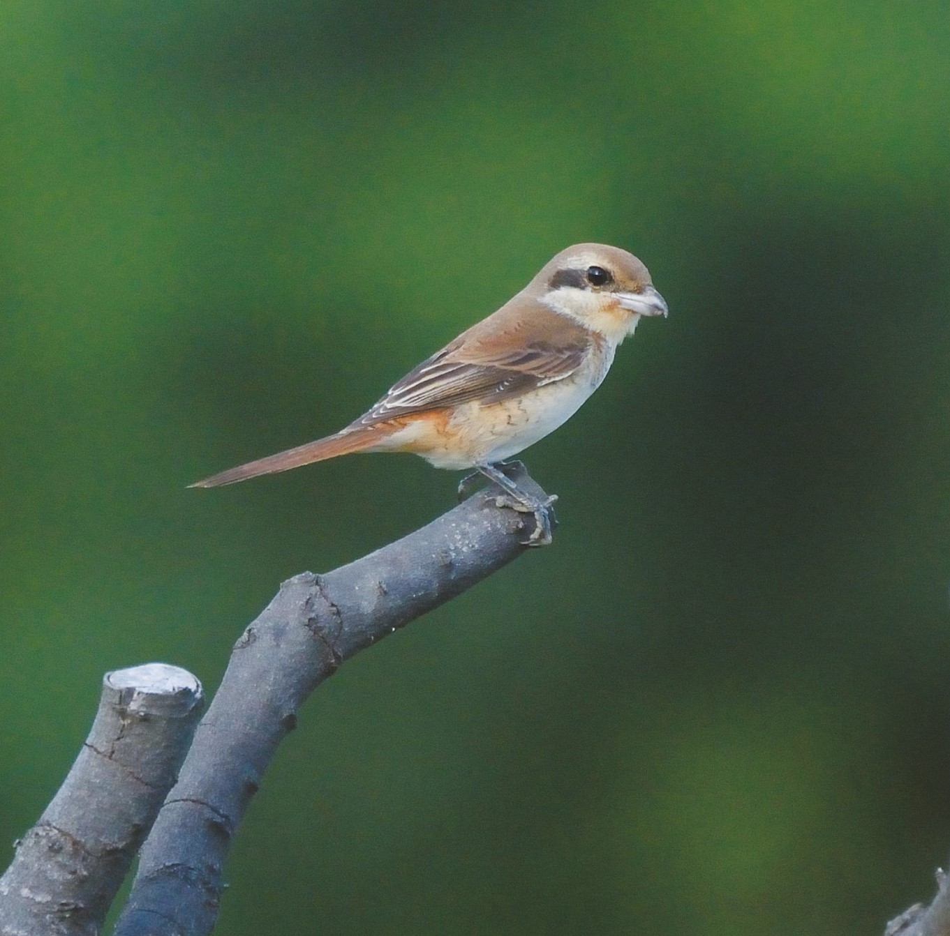 紅尾伯勞從盤中飧成為恆春的保育指標／墾管處 提供