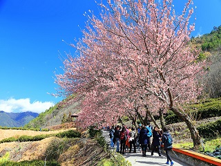 alt-愛在櫻花盛開時：到國家公園賞櫻一定要知道的5件事-1