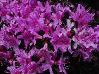 alt-高山上的鑽石：到國家公園賞杜鵑-2