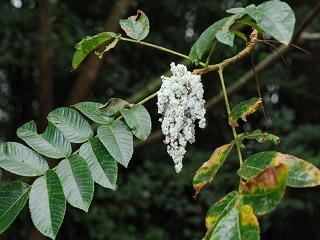 羅氏鹽膚木果實，具有鹹味，又稱山鹽青