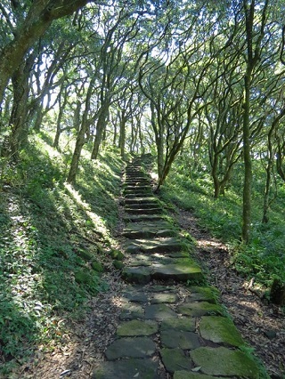 alt-陽明山國家公園：夏日10大林蔭步道推薦！-1