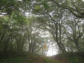 菜公坑山步道樹木繁密，綠蔭盎然