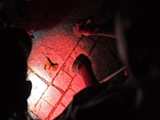 alt-夜幕下的精靈─高雄都會公園親子環境教育課程-2