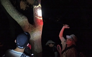 尋找小啄木鳥的樹穴。