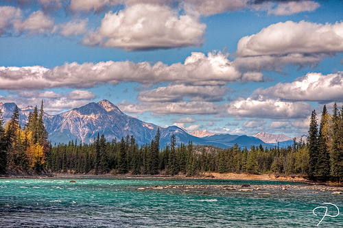 alt-加拿大賈斯柏國家公園面臨山松甲蟲侵擾帶來的景觀變化-1