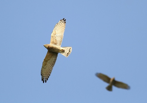 alt-海寬從魚躍，天空任鳥翔－2016琅嶠鷹季-1