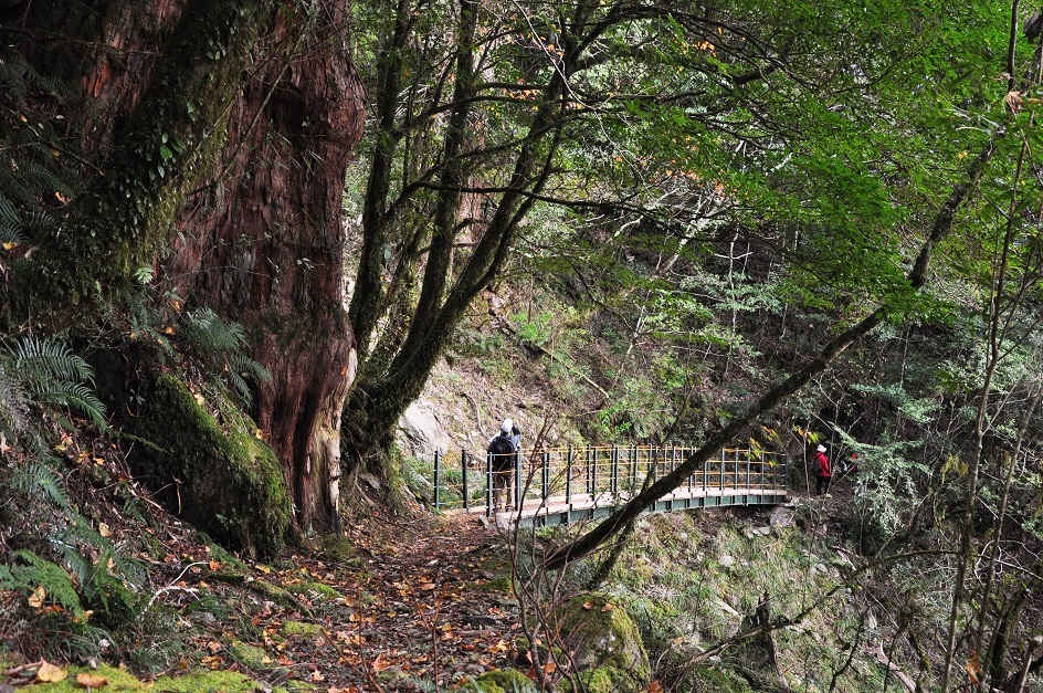 中之關步道沿路棧道清晰、解說立牌完善，
適合仔細感受由低海拔闊葉林轉換成高海拔針葉林的生態景觀
(玉山國家公園管理處提供)
