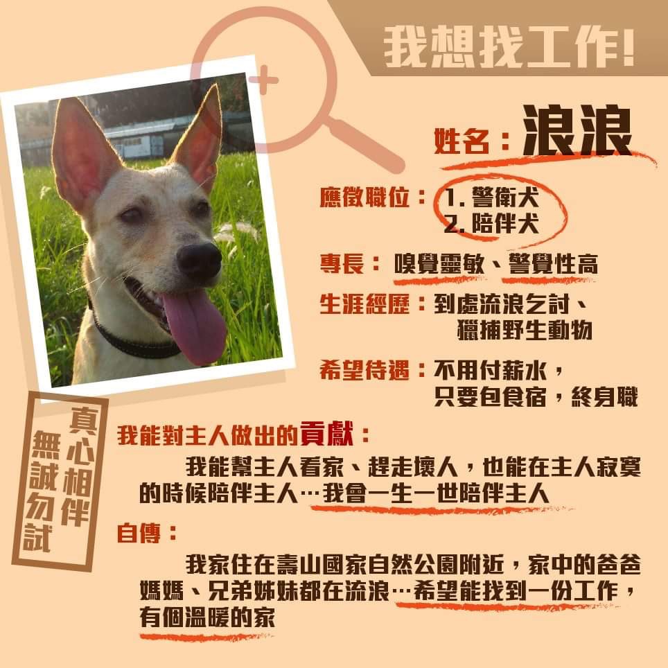 自管處為流浪犬準備履歷表，
以俏皮口吻訴說著想要打工換食宿
期盼讓牠們找到互信互愛的新歸宿
(國家自然公園管理處提供)

