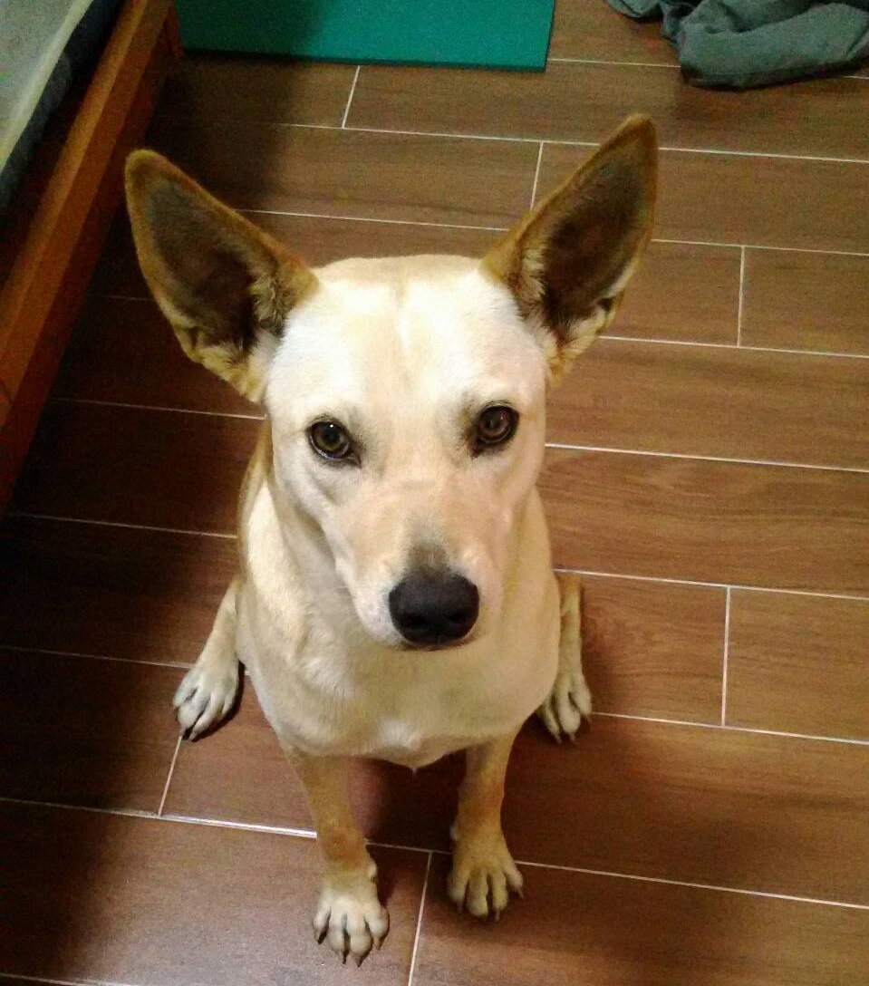 alt-為流浪犬找尋互信互愛的家！壽山國家自然公園工作犬養成計畫開跑中-3