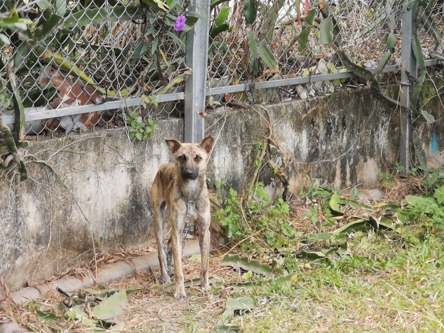 目前待認養的虎斑犬-阿虎，
因為警覺性高，相當適合擔任果園守衛工作
(國家自然公園管理處提供)
