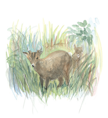 alt-從市民割據到井然有序--壽山國家自然公園-1