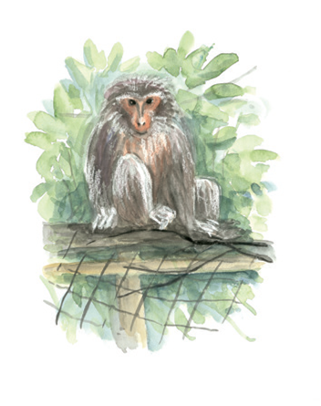 臺灣獼猴是壽山國家自然公園的一大特色! (圖片摘錄「為愛出行」)
