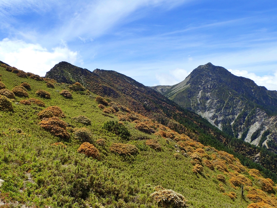 鐵鏽色的南湖杜鵑十分壯觀
