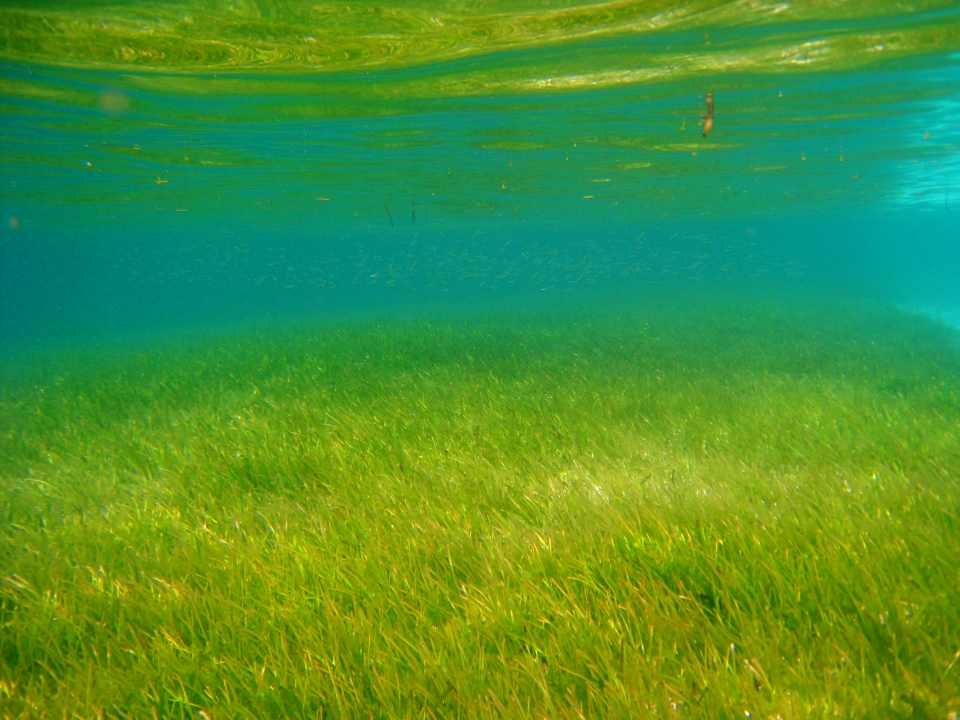 alt-海洋生物多樣性天堂—東沙海草床-1