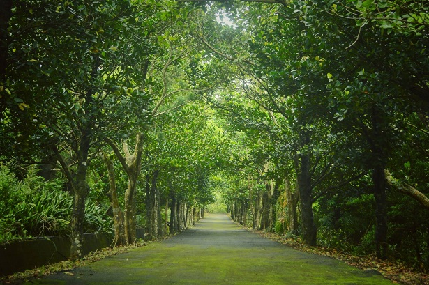 滿茶古道(墾丁國家公園管理處提供)
