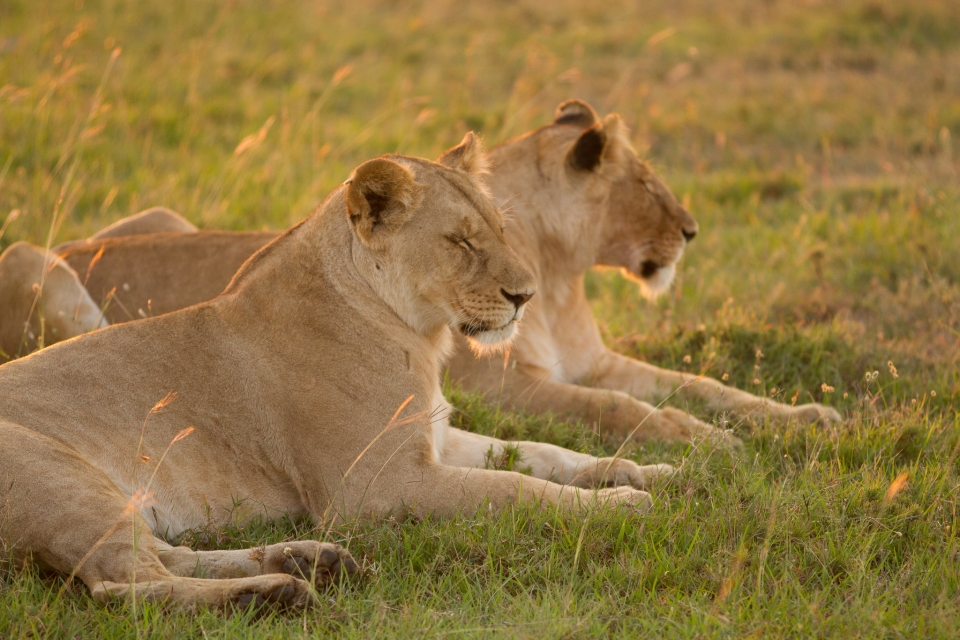 私有保護區模式是透過地主找到志同道合、願意在新地段設立野生動物觀賞露營地的旅遊業者來進行的，而遊客得以觀賞到更密集的野生動物。(圖片取自Flickr，攝影師The.Rohit)