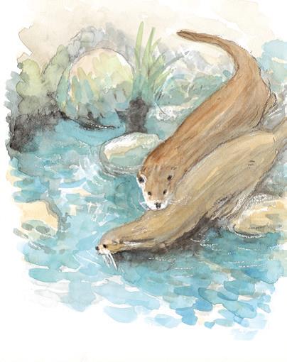 落實歐亞水獺的保育工作，使之成為旅遊觀光的重點行程。(圖片摘錄「為愛出行」)
