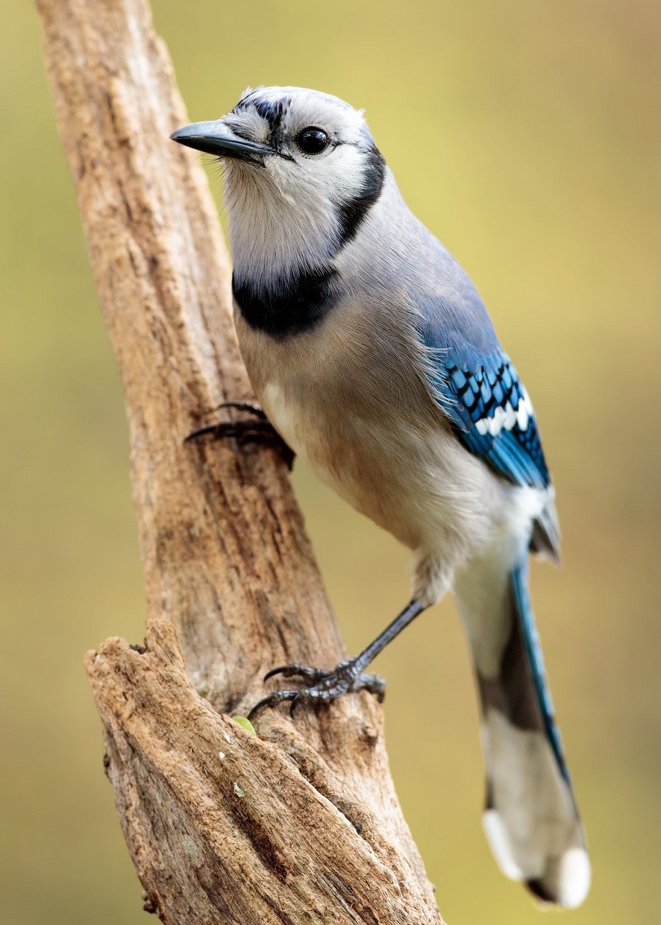alt-維護寧靜時光，國家公園與科學團隊攜手抗噪-1