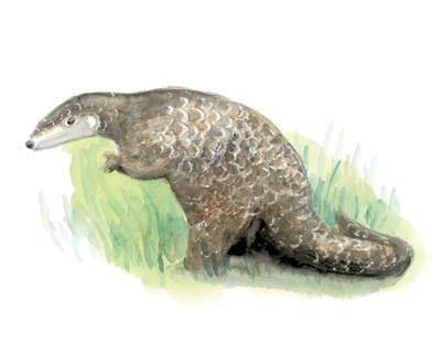 alt-野生動物生存之道--陽明山國家公園微型生態廊道-3