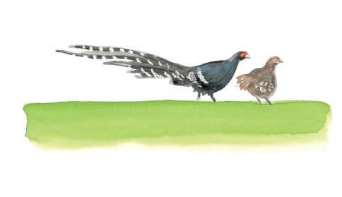 帝雉與藍腹鷴(圖片摘錄「為愛出行」)