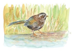 臺灣噪眉(圖片摘錄「為愛出行」)
