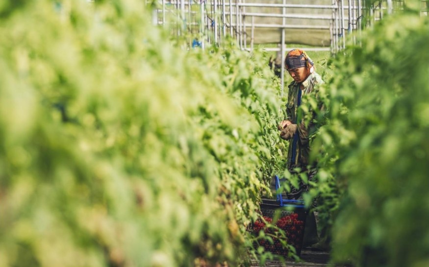 當天採收下來的番茄，下午就會完成配送
確保消費者能吃到最新鮮的番茄(玉山國家公園管理處提供)
