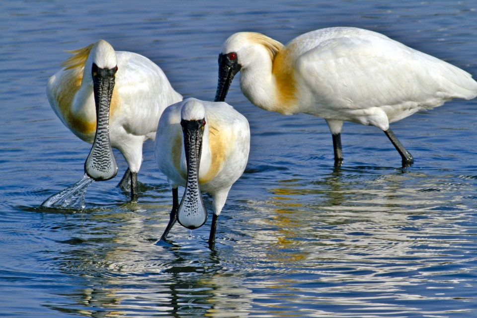 台江國家公園境內有廣大河口、潟湖、魚塭及紅樹林等濕地環境，提供生物安全覓食與棲息場域，本圖為黑面琵鷺覓食(台江國家公園管理處提供)
