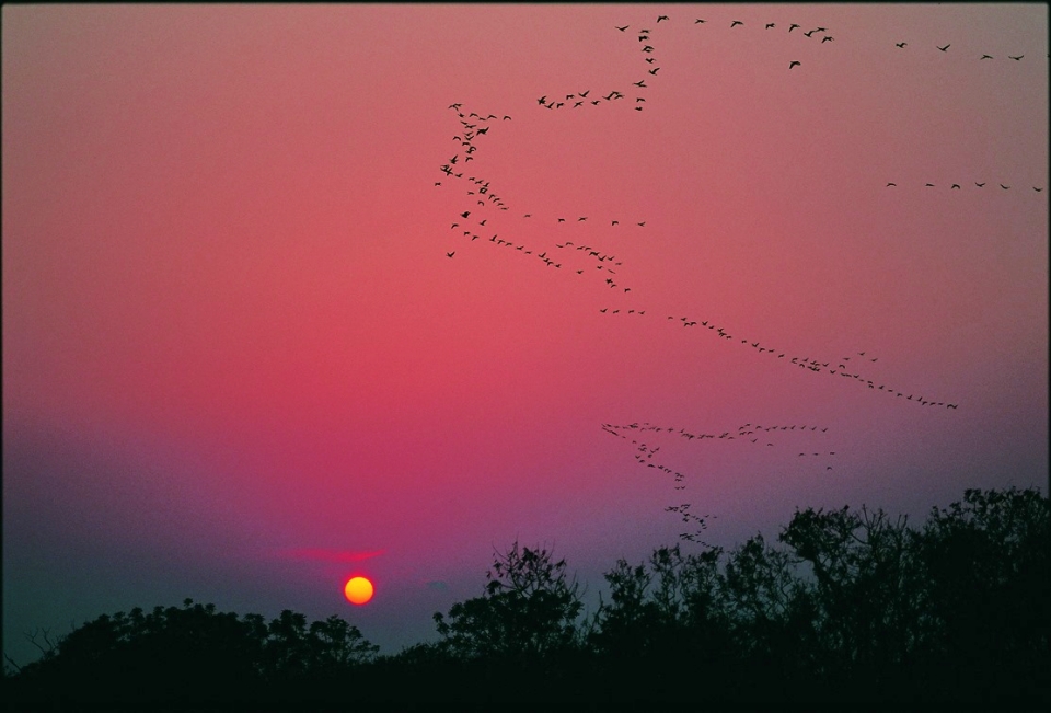 冬陽西沉如畫，伴隨天空呈現出彩羽飛翔的景觀，是專屬於金門冬季最迷人的景緻(金門國家公園管理處提供)