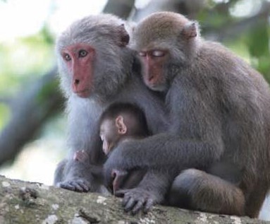 alt-爛漫之春~邂逅臺灣獼猴—高雄猴賽雷半日遊-1