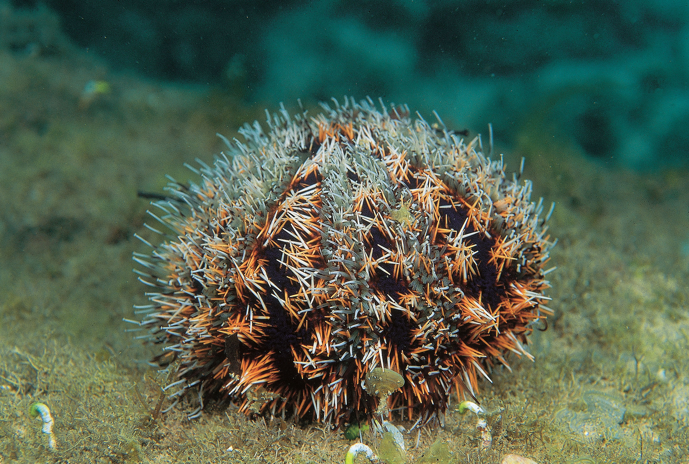 alt-《思想起》潮間帶生態之故鄉—大光社區-1