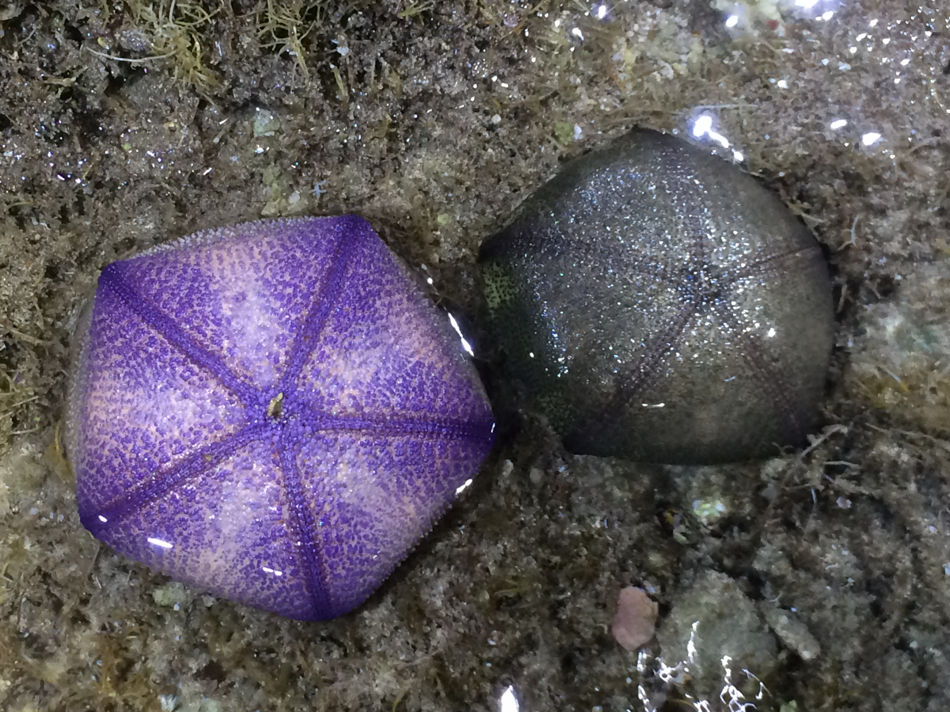 饅頭海星(墾丁國家公園管理處提供)