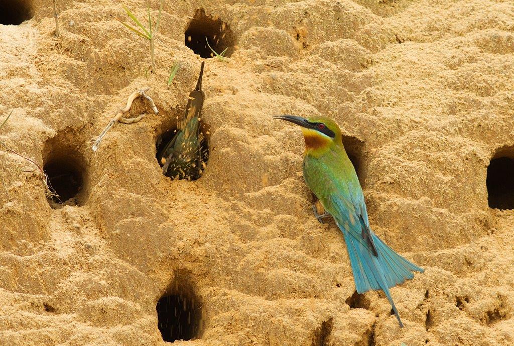 alt-栗喉蜂虎生殖生態學及遷徙路線研究計畫-1