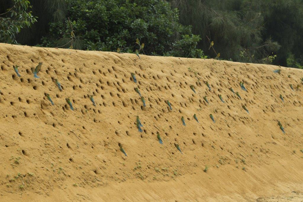 栗喉蜂虎集體營巢坡面(金門國家公園管理處提供)
