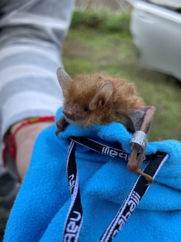 研究人員標記翼環後即將釋放的臺灣管鼻蝠(墾丁國家公園管理處提供，嘉義大學劉建男助理教授團隊拍攝)