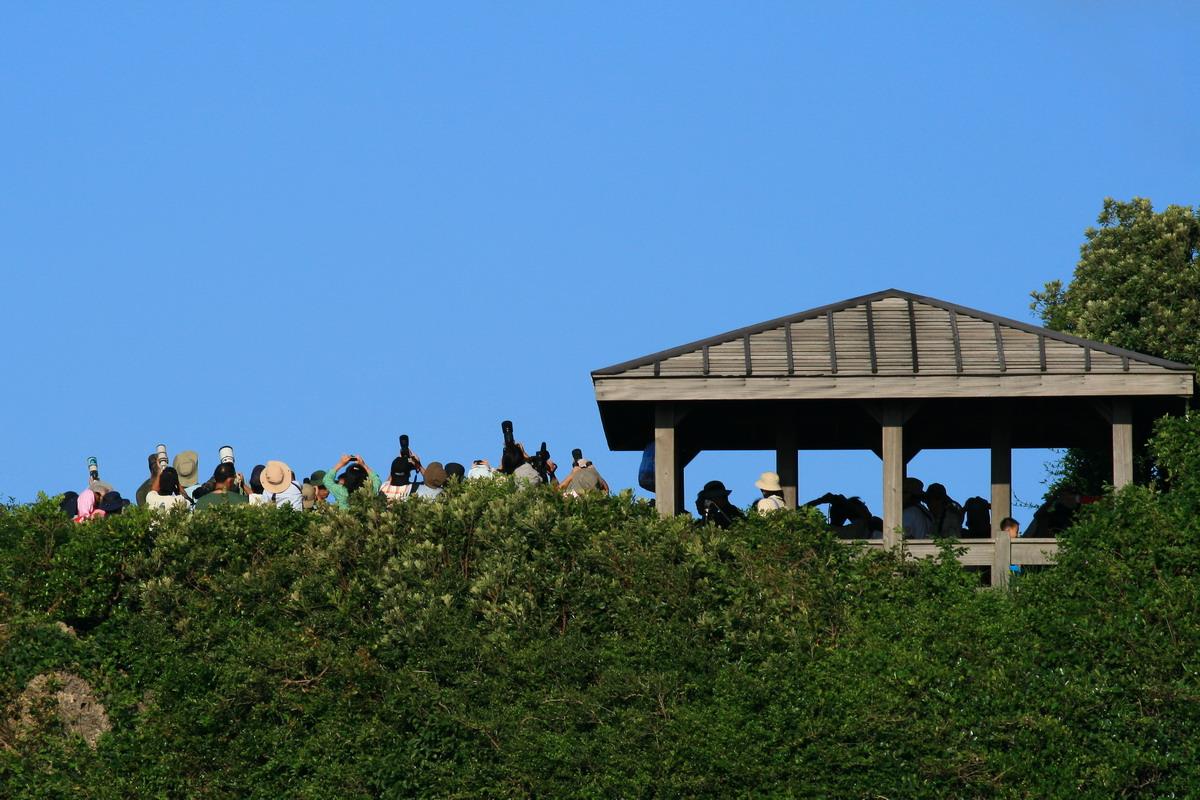 alt-尋幽探秘:一窺梅花鹿蹤跡—社頂部落-1