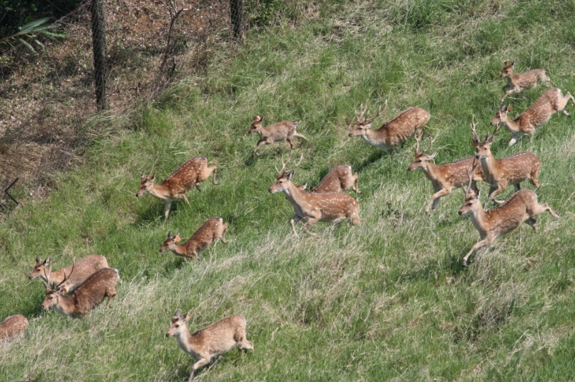 alt-尋幽探秘:一窺梅花鹿蹤跡—社頂部落-3