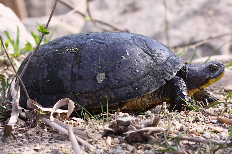 alt-加拿大千島國家公園幫助瀕危烏龜復育-1