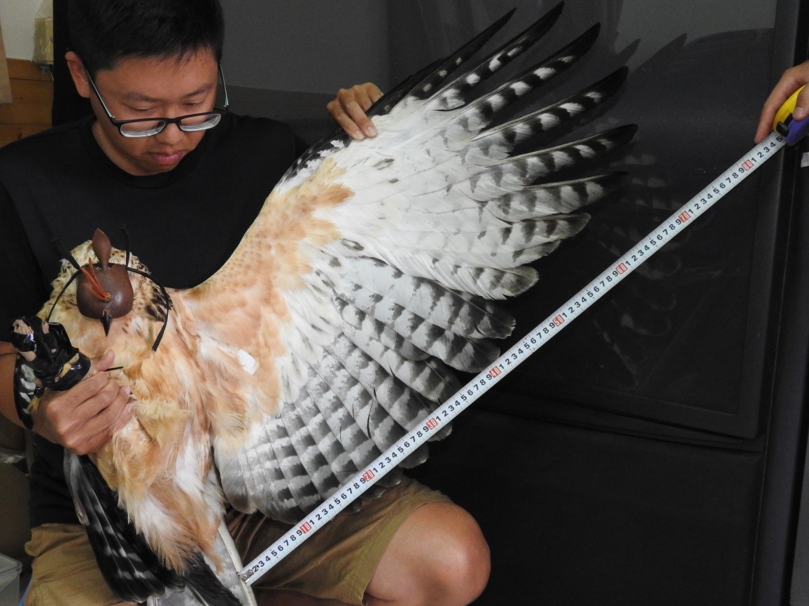 alt-玉山國家公園熊鷹族群生態研究計畫-1