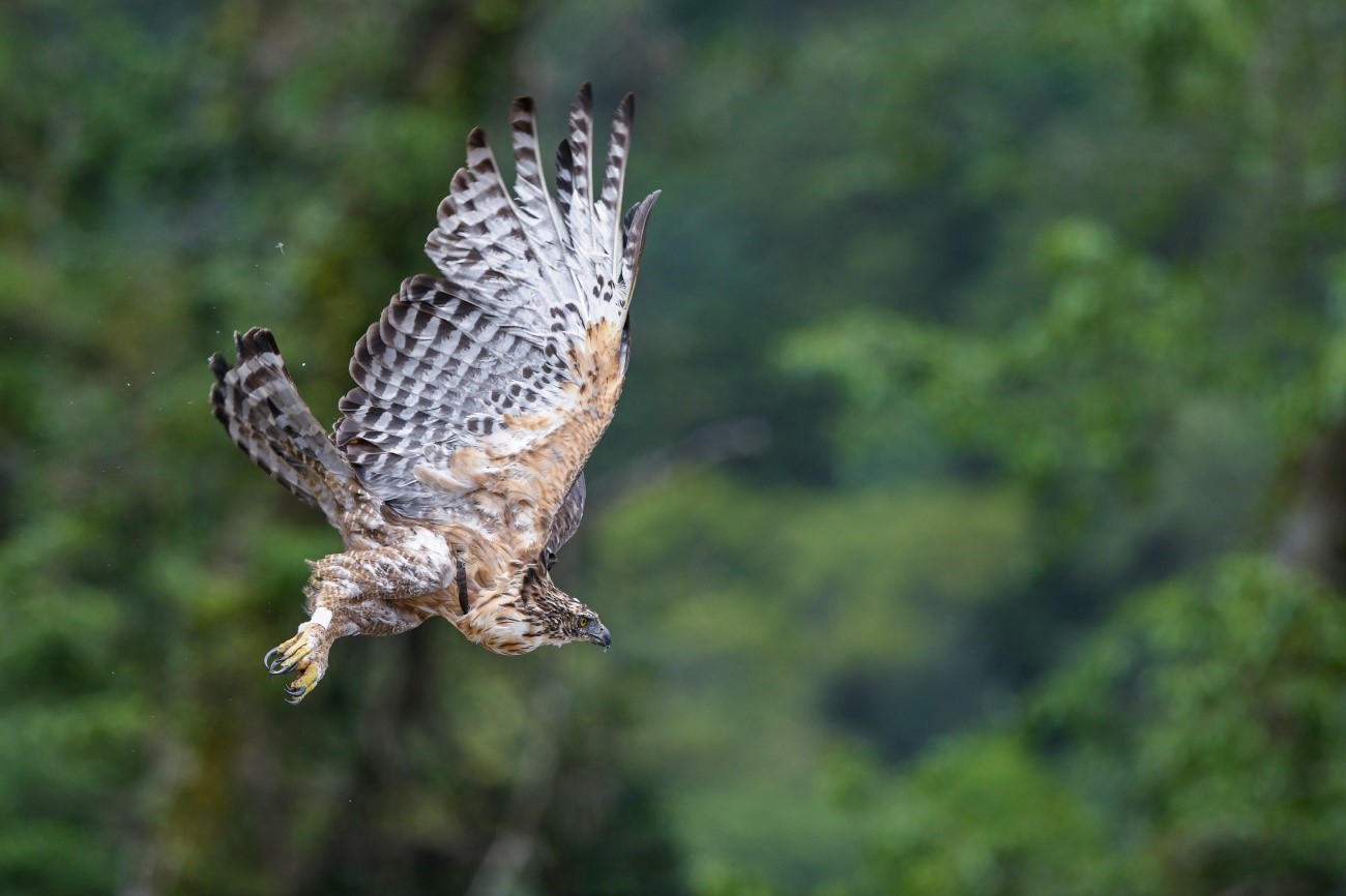 繫好發報器後，工作人員將編號1930號成年雌熊鷹野放(玉山國家公園管理處提供)