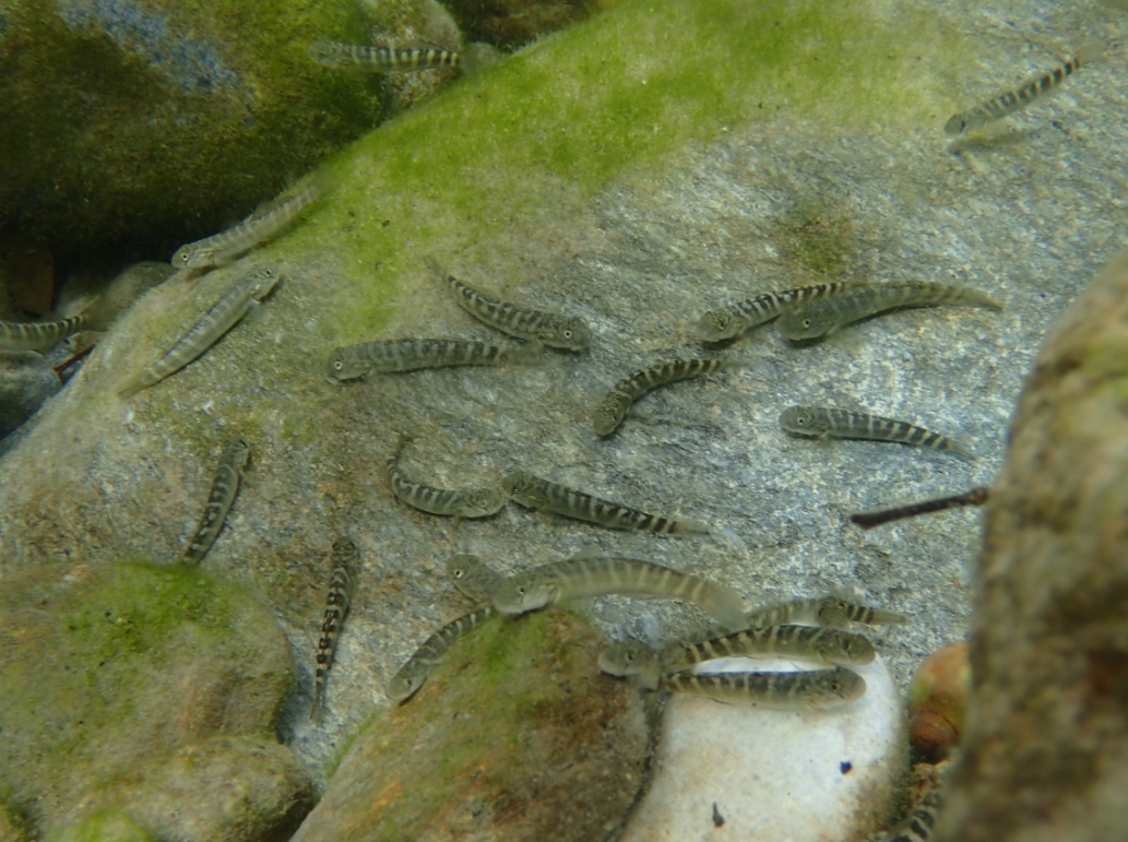 日本瓢鰭鰕虎 (太魯閣國家公園管理處提供)
