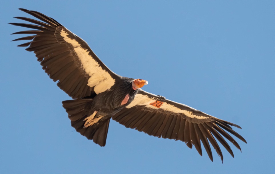 alt-睽違百年，加州禿鷹將重回北加州紅木國家公園棲地懷抱-1