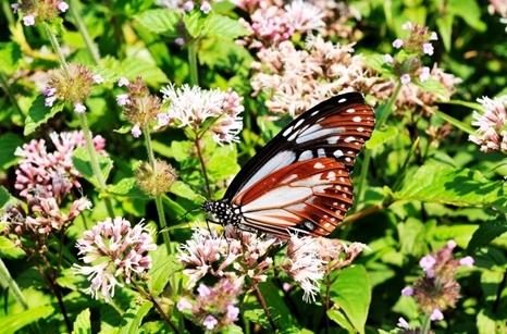 alt-爛漫之春~彩蝶舞春風-1