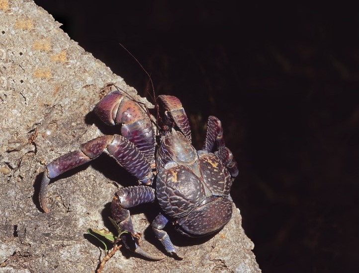 alt-臺灣最南端擁有獨特珊瑚礁地形—國境之南社區-2